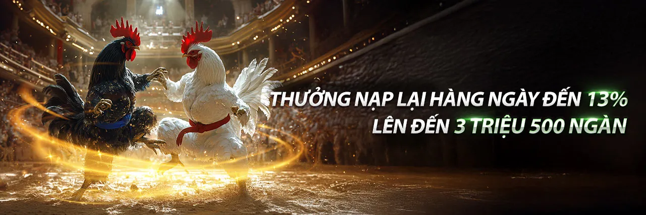 Đá Gà Thomo 8/9 C3 Trận 36 – Cảnh gà chọi đang thi đấu sôi động